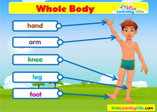 Body vocabulary video